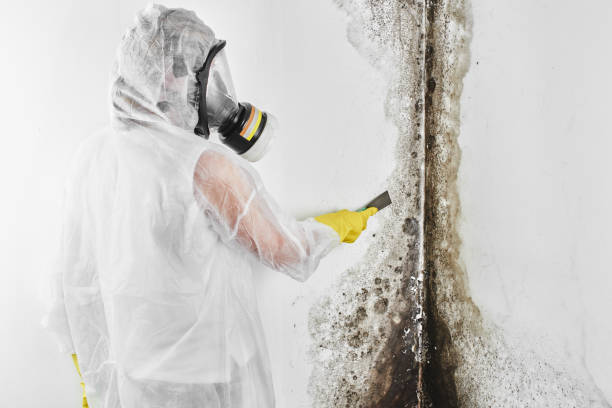 Best Localized Mold Remediation (e.g., coastal areas, humid climates) in Baird, TX
