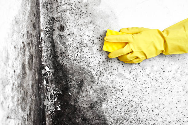 Best Black Mold Remediation in Baird, TX