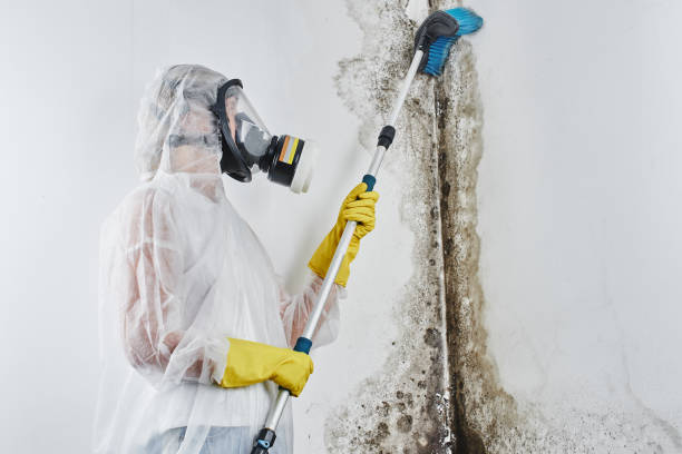 Best Insurance-Related Mold Remediation in Baird, TX