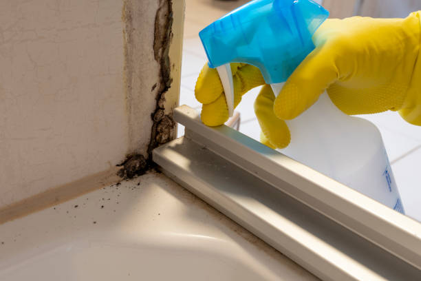 Best Residential Mold Remediation in Baird, TX