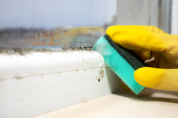 Best Mold Testing and Inspection Services in Baird, TX