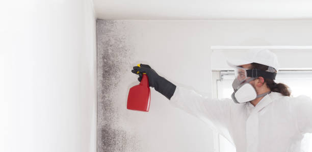 Best Kitchen Mold Remediation in Baird, TX