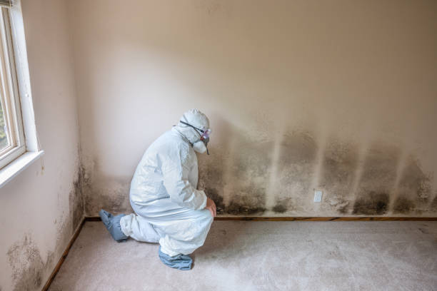 Best HVAC Mold Remediation in Baird, TX