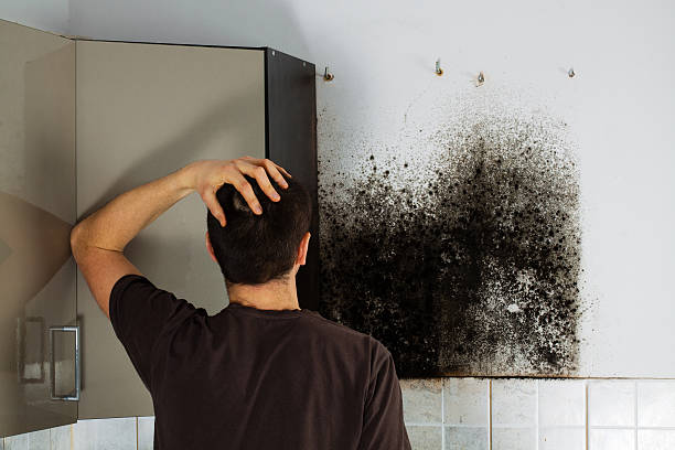 Best Kitchen Mold Remediation in Baird, TX