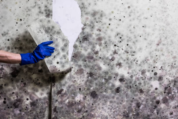 Best Attic Mold Remediation in Baird, TX