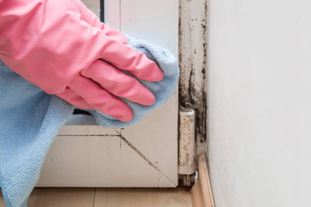 Best Commercial Mold Remediation in Baird, TX